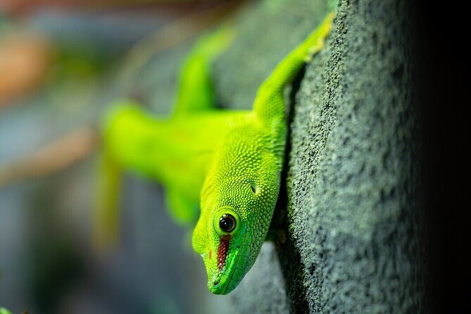 Reptile House Experience at Melbourne Zoo - excl. entry - Why This Tour Stands Out