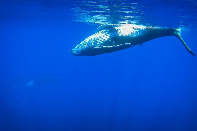Respectful whale excursion to Tahiti in 4h30 - The Sum Up