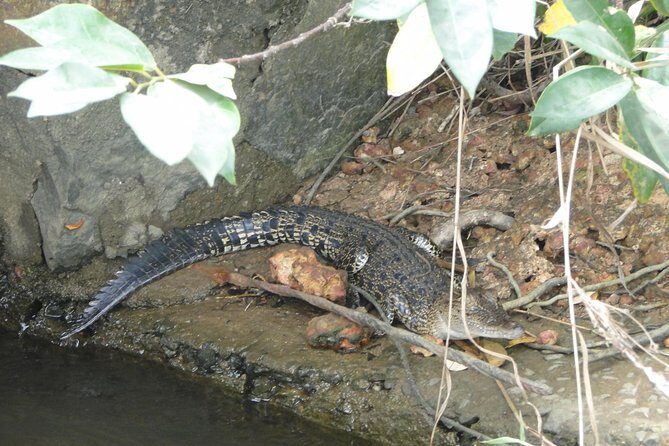 River Safari Bentota - The Practical Side: What to Expect
