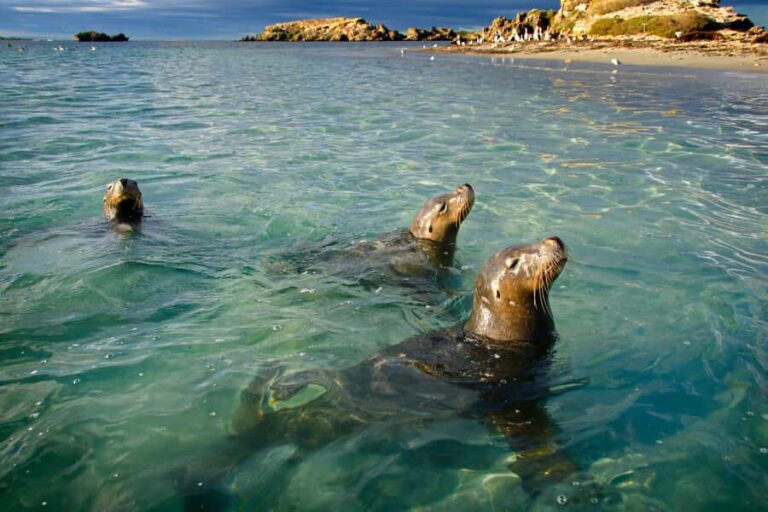 Rockingham: 3 Island Wildlife Snorkeling Cruise with Lunch - Authentic Feedback from Travelers
