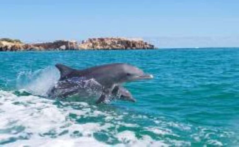 Rockingham: Shoalwater Islands, Dolphins, and Sea Lions Tour - Exploring the Islands and Wildlife