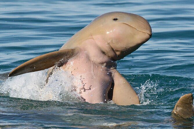 Roebuck Bay Sunset & Snubfin Dolphin Cruise - The Experience’s Practical Details