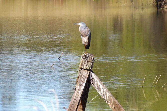 Roma: 1-Hour Birdwatching Nature Trail Walk - Why This Tour is a Great Choice