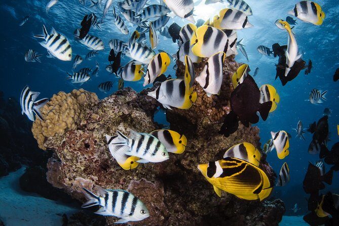 Romantic Dive for beginners in Bora Bora (2 people) with Video - Practical Details and Value