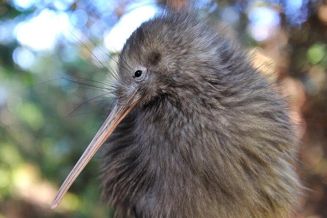Rotorua and Waitomo Caves Day Trip from Auckland -Smaller Groups - Exploring the Itinerary: What You Can Expect