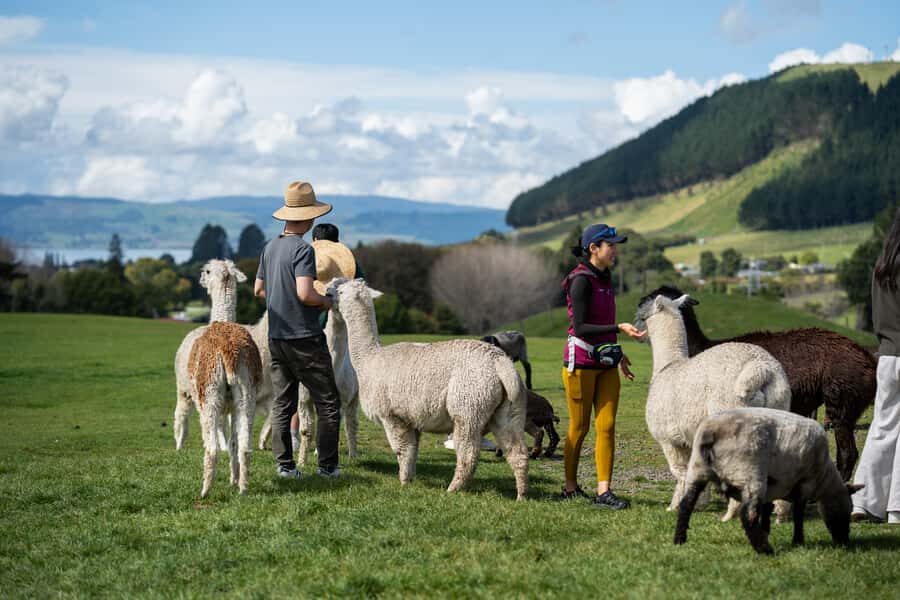 Rotorua: Authentic Kiwi Farm Experience at the Agrodome - Who Will Love the Agrodome?