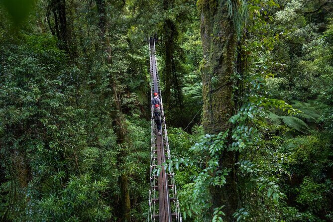 Rotorua Canopy Tours: 2.5Hour Native Forest Zipline Adventure - Is It Good Value?