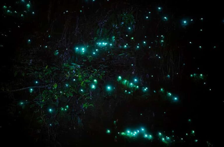 Rotorua: Nocturnal Glow-Worm Adventure Tour with a Guide - Who Should Book This Tour?