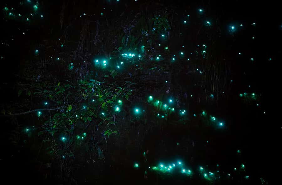 Rotorua: Nocturnal Glow-Worm Adventure Tour with a Guide - Who Should Book This Tour?