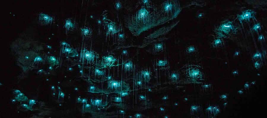 Rotorua: One-Way Trip to Auckland via Hobbiton & Waitomo - What Makes This Tour Stand Out?