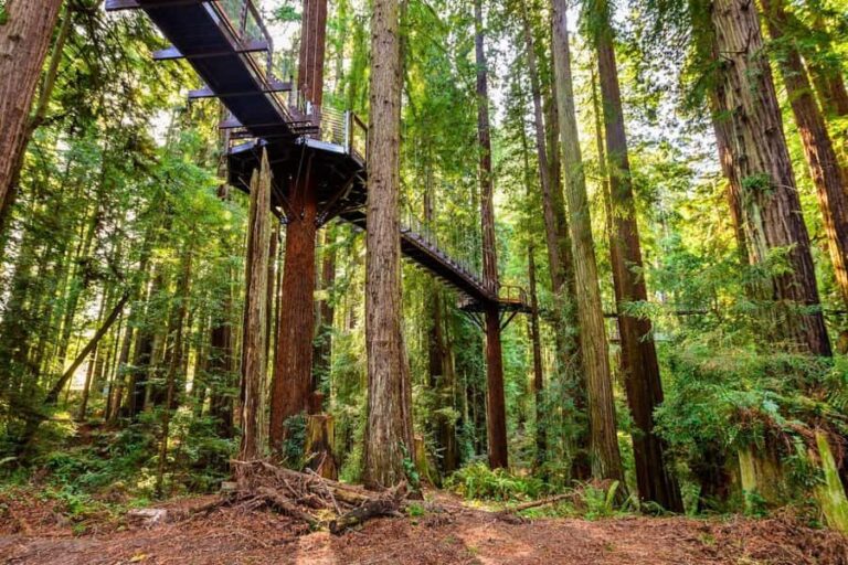 Rotorua & Taupo:Wai-O-Tapu, Redwood Walk & Hukka falls Tour - Comfort, Convenience, and Cultural Authenticity