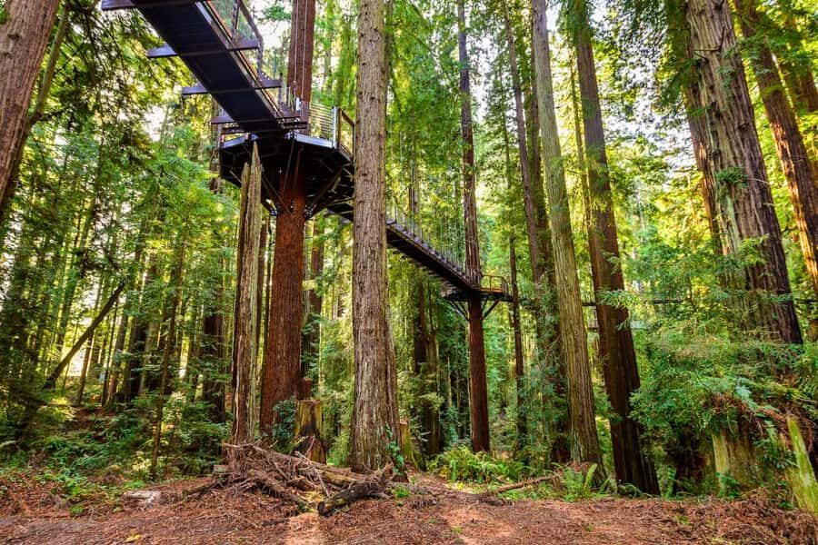 Rotorua & Taupo:Wai-O-Tapu, Redwood Walk & Hukka falls Tour - Comfort, Convenience, and Cultural Authenticity