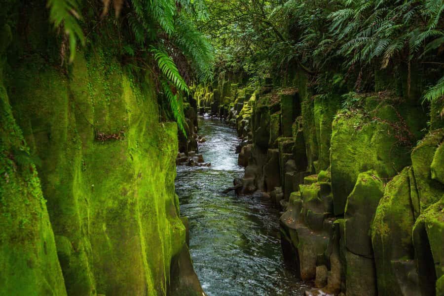 Rotorua: Whirinaki Forest Guided Tour with Spa Entry - Arrival at Murupara and Ngati Manawa Welcome