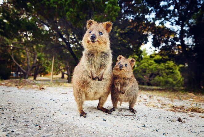 Rottnest Island All-Inclusive Grand Island Tour from Fremantle - Who Will Love This Tour?