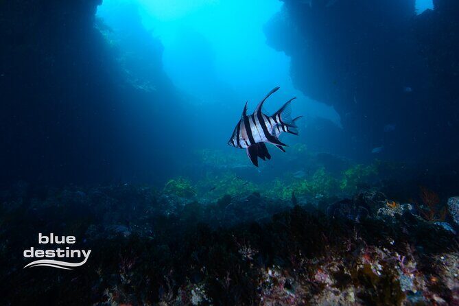 Rottnest Island Boat Dive Day Trip including Lunch - Why This Tour Stands Out