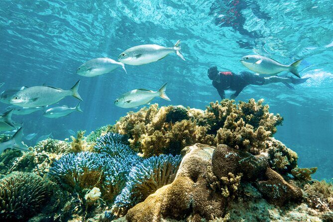 Rottnest Island Guided Snorkel Boat Experience - Pricing and Value
