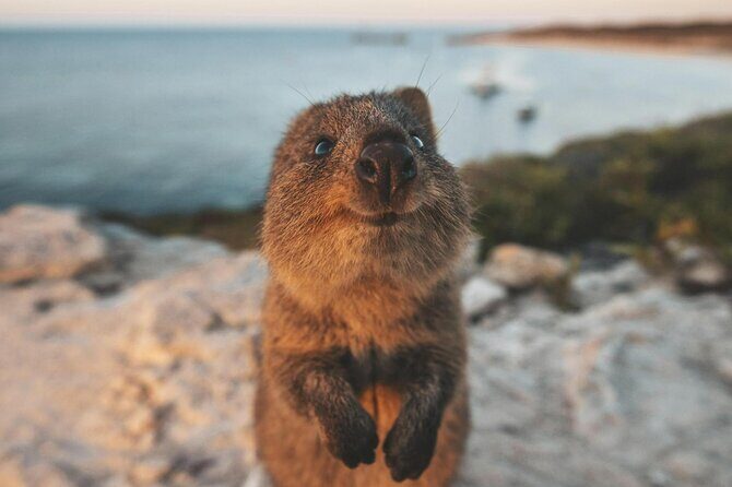 Rottnest Island Round-Trip Ferry from Perth - FAQ