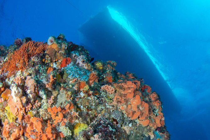 Rottnest Island scuba dive tour - What Makes This Tour Stand Out?