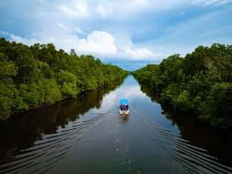 Sabah: Kawa Kawa Private River Cruise w/ Monkeys & Fireflies - Why This Tour Is Worth Considering