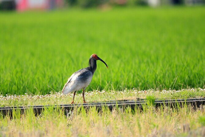 Sado Island Tour with Licensed Guide and Vehicle (Niigata Dep.) - Final Thoughts