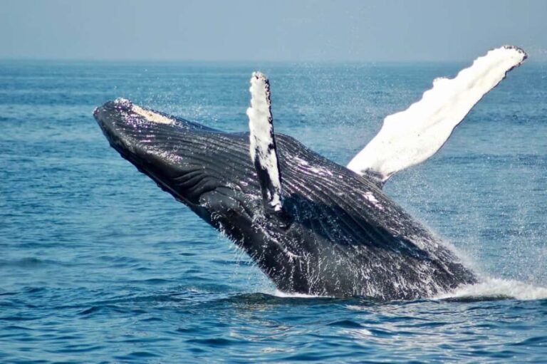 Sailing and Whale Watching in East Coast Sri Lanka! - Who Should Try This Tour?