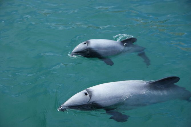 Sailing and Wildlife Tour Akaroa Fox II Sailing - The Itinerary: Exploring the Highlights of Akaroa’s Waters