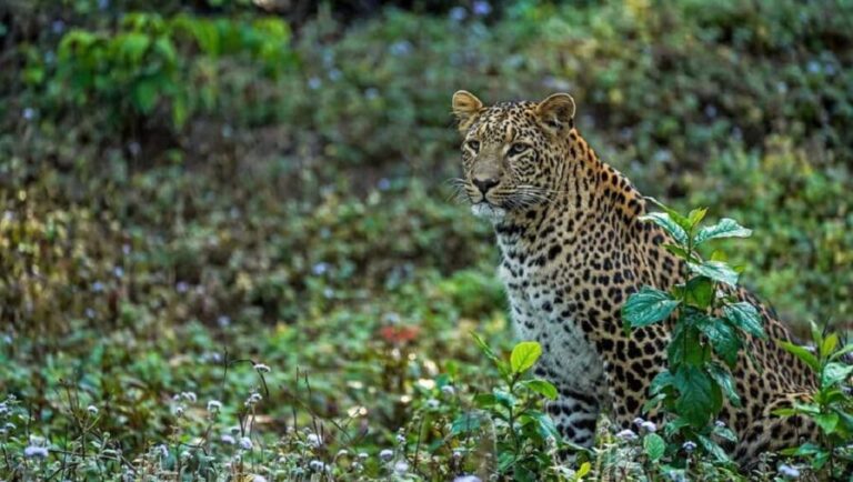 Same Day Rajaji National Park from Chandigarh - What Travelers Say About This Tour