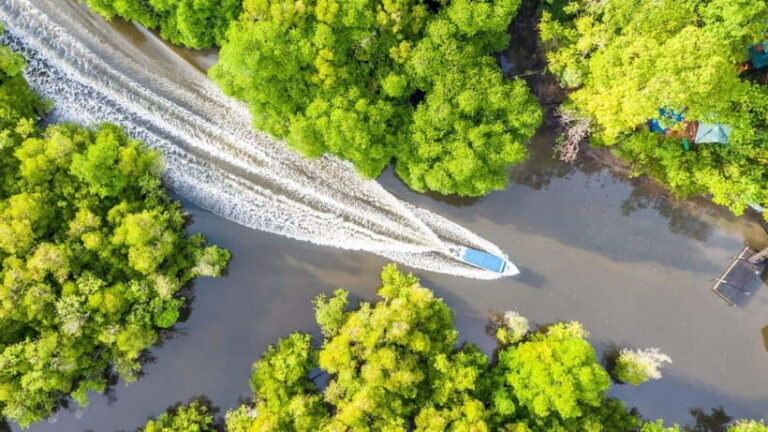 Sandakan: Orangutan, Sun Bear, Fireflies and Mangrove Cruise - Analyzing the Value