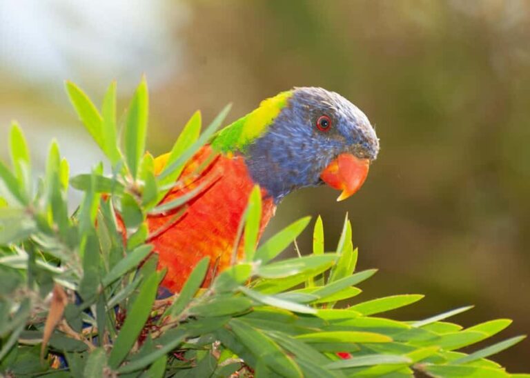Sapphire Coast: 7h Shore Excursion with Aussie Morning Tea - Authentic Experiences and Authenticity
