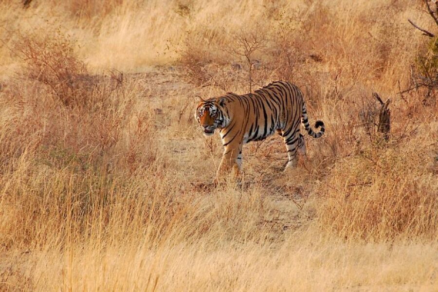Sawai Madhopur: Ranthambore Guided Safari Trip - Who Should Consider This Safari?