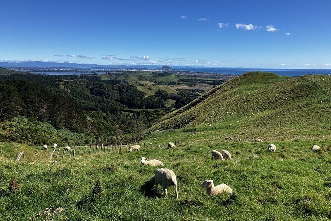 Scenic Short Hike Tour - Papamoa Hills and McLaren Falls - What’s Included and What to Keep in Mind