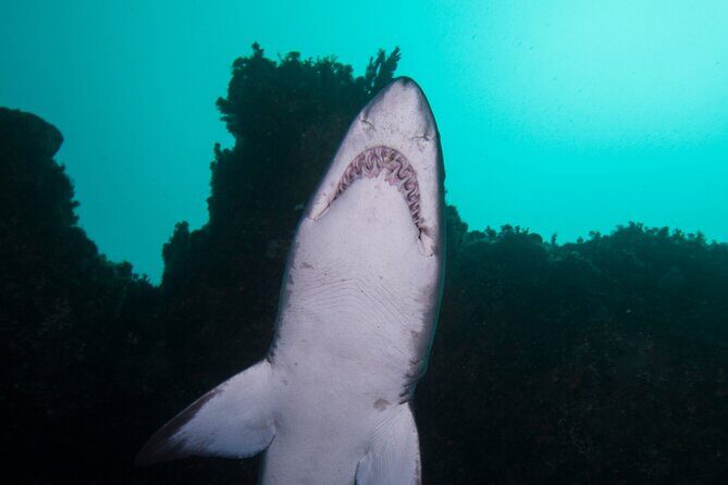 Scuba Dive With Grey Nurse Sharks in Bushrangers Bay - FAQs