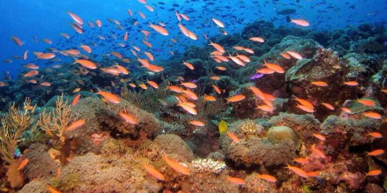 Scuba Diving in Colombo - Exploring Colombo’s Hidden Underwater World
