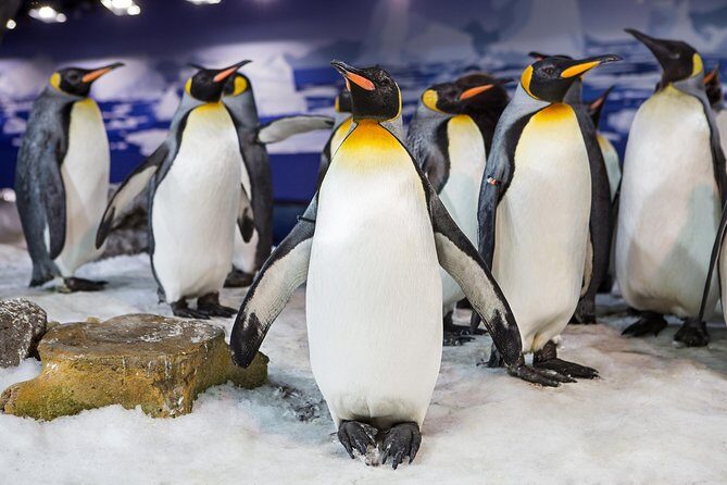 SEA LIFE Kelly Tarlton's General Admission - A Deep Dive into the Experience