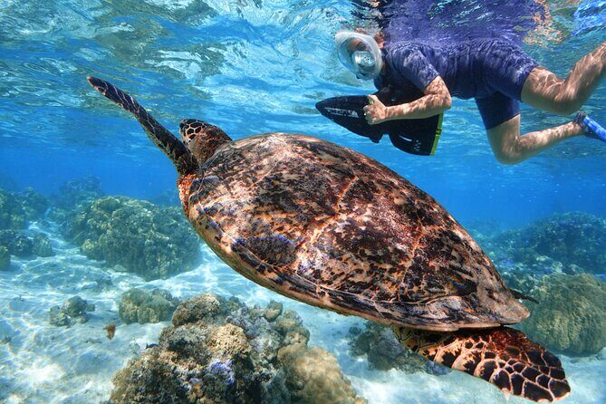 Sea Scooter Jet snorkeling "Moorea Reef Adventure" - Why Youll Love This Experience
