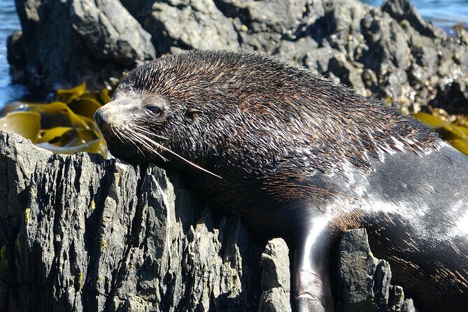 Seal Coast Safari - Exclusive access to Wellington's secret coast - Private Farmland and Scenic Drive