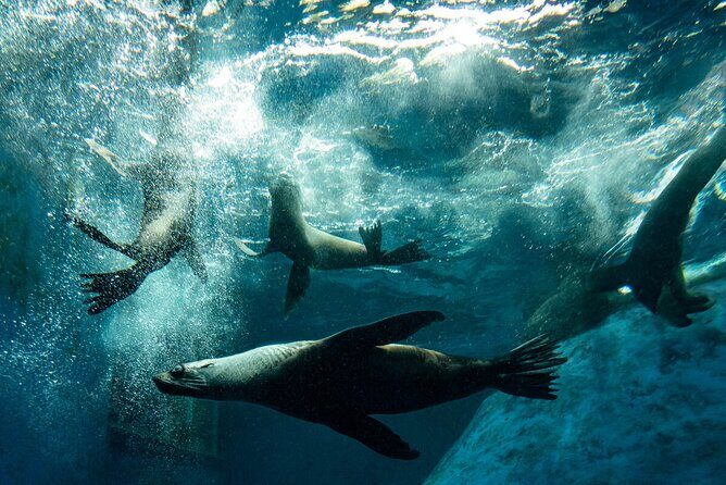 Seal Experience at Melbourne Zoo - excl. entry - Is It Worth the Price?