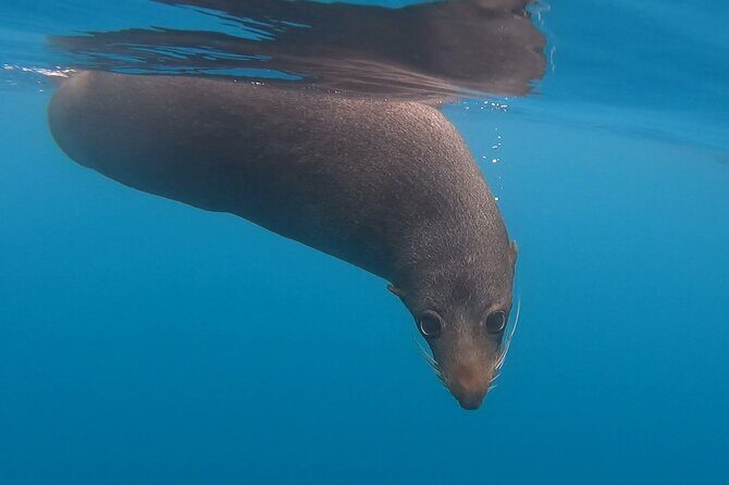Seal Kayaking Adventure in Kaikoura - The Experience of the Pedal Kayaks