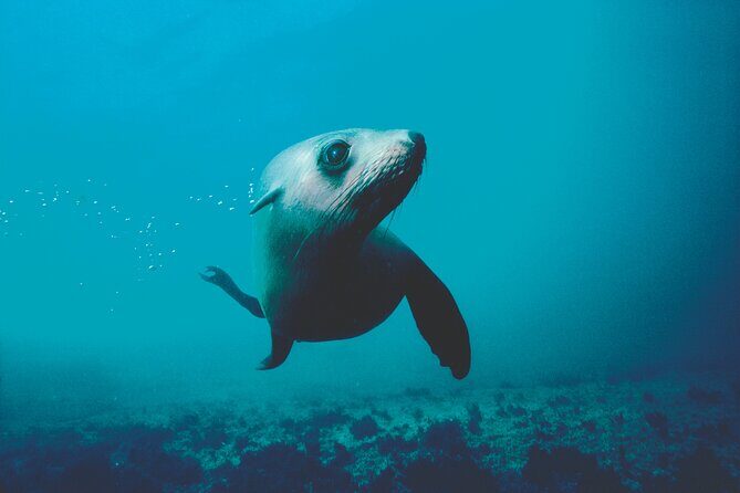 Seal Sanctuary Tour - Guided Kayaking - New Zealand - Who Will Love This Tour?
