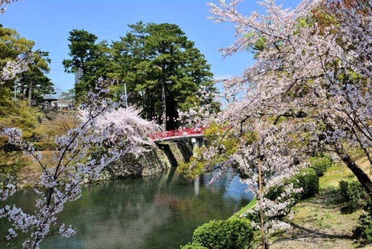 Seasonal Splendor Kyoto Cherry Blossoms (Spring Only) - What Travelers Can Expect