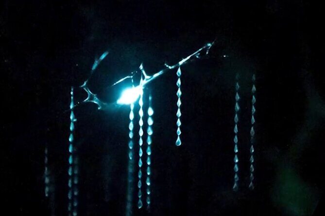 See Auckland's Secret Glow Worms - Why This Tour Stands Out