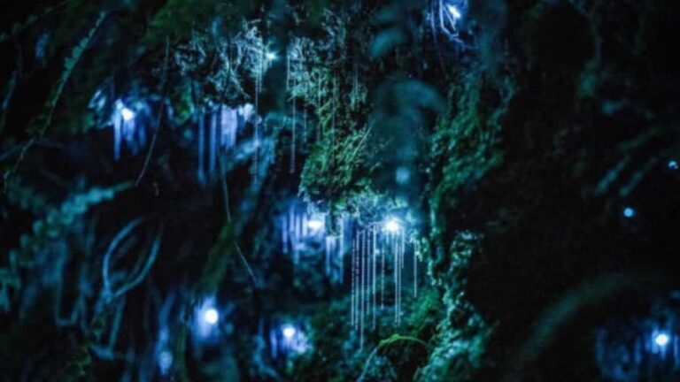 See Auckland's Secret Glow Worms - Practical Details: What You Need to Know