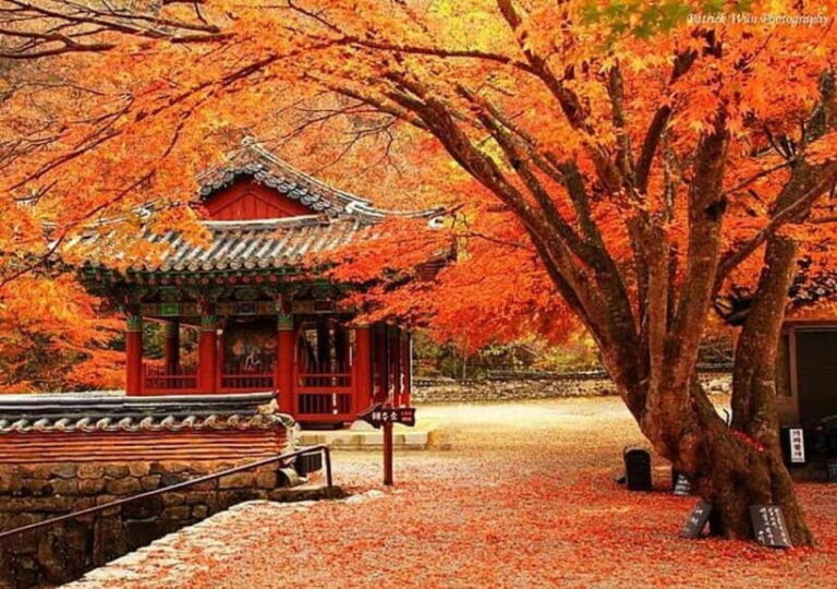 Seoul: Classic Naejangsan National Park Shuttle Bus - Itinerary Breakdown: What to Expect