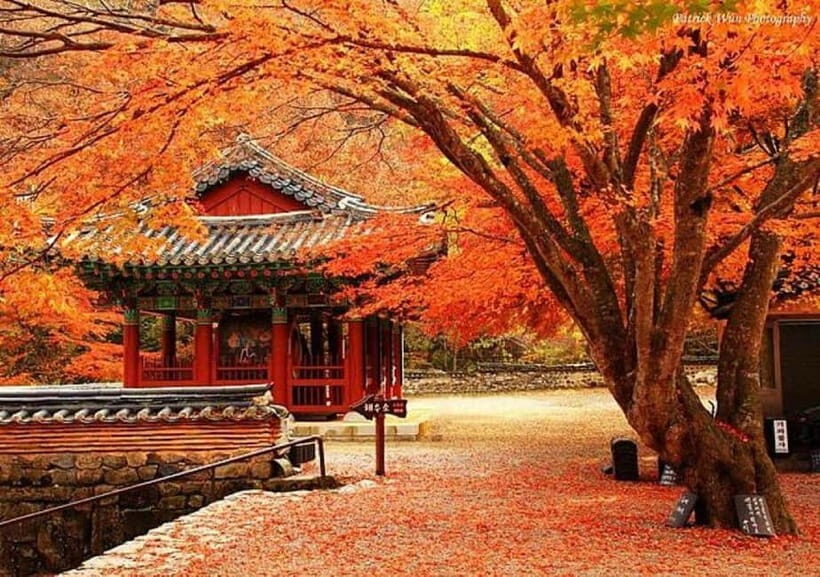 Seoul: Classic Naejangsan National Park Shuttle Bus - Itinerary Breakdown: What to Expect