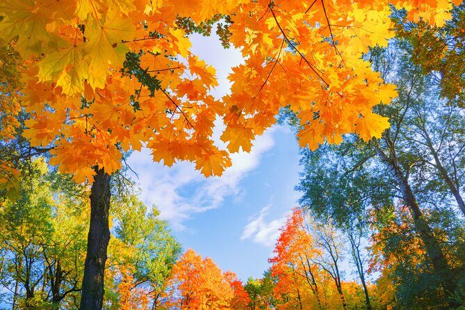 Seoul to/from Nami Island: Round trip Shuttle Bus Service - Who Should Consider This Tour?