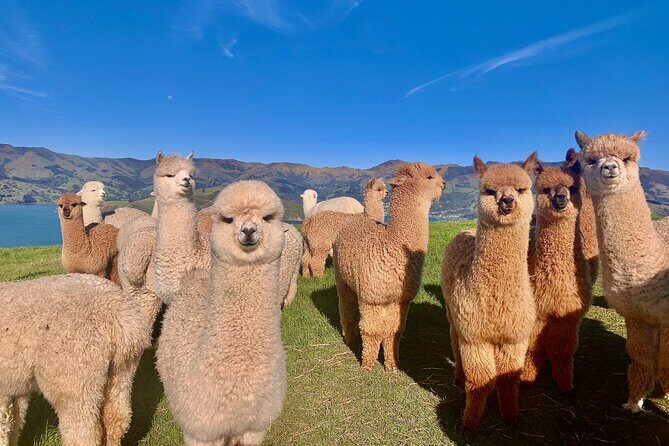 Shamarra Alpaca Farm Tours - The Itinerary Breakdown