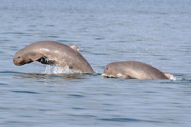 Shared Mangrove & Irrawaddy Dolphin Watching Cruise - The Itinerary in Detail