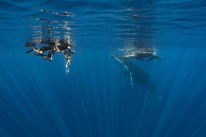 Shared Whale Expedition - Why This Tour Might Be Perfect for You