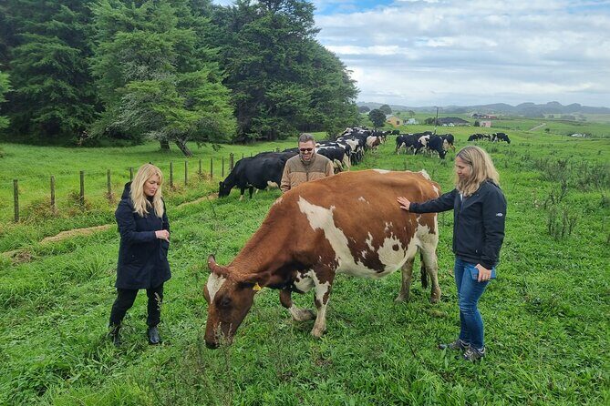 Sheep & Beef Working Farm Private Tour - What the Transportation and Logistics Mean for You
