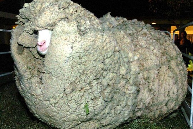 Sheep World Country Tour from Auckland - FAQs